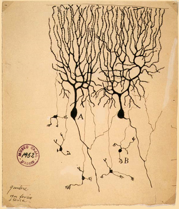 Purkinje Cell illustration by Santiago Ramón y Cajal